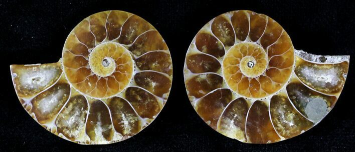 Small Desmoceras Ammonite Pair - #21420